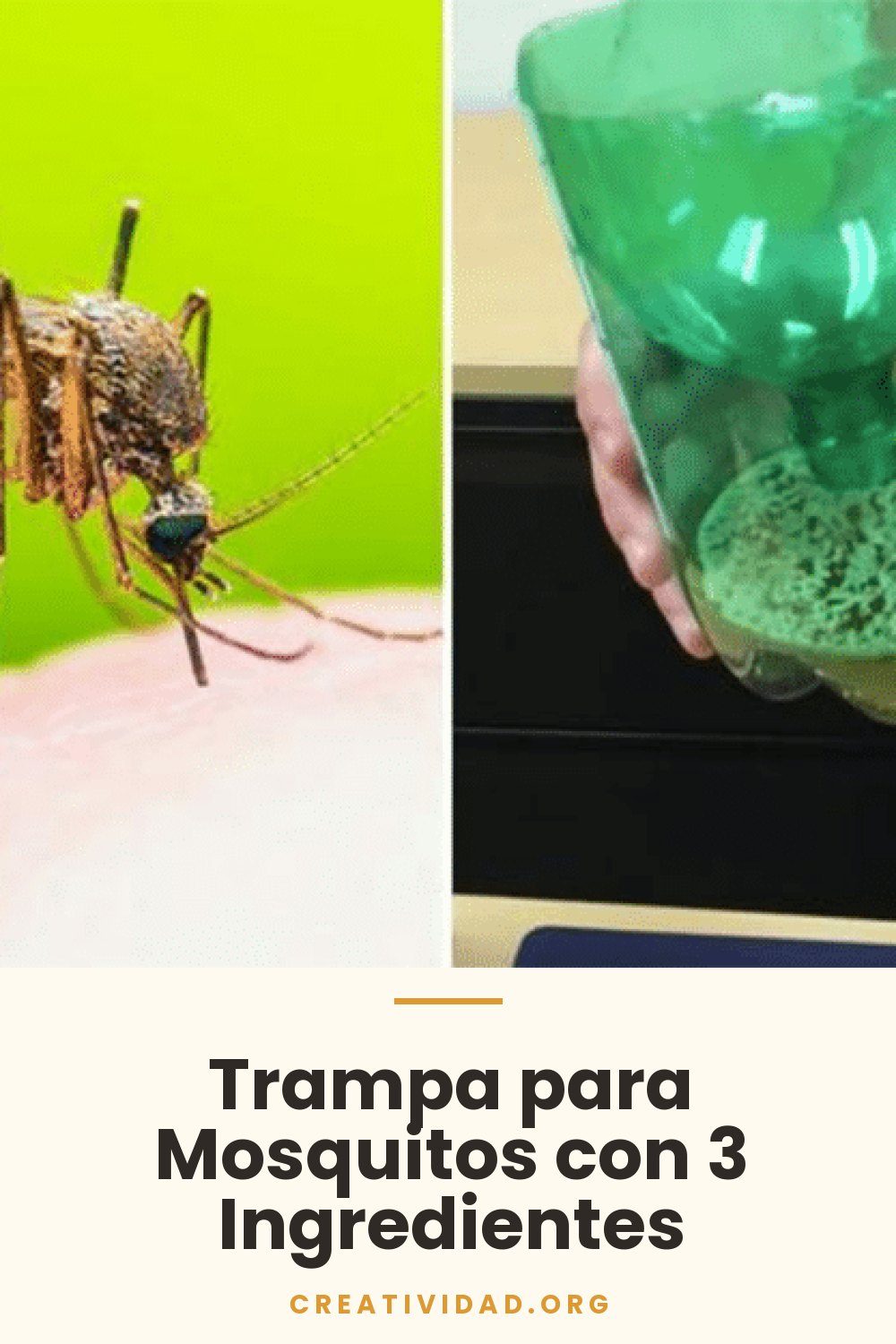 Trampa para Mosquitos con 3 Ingredientes