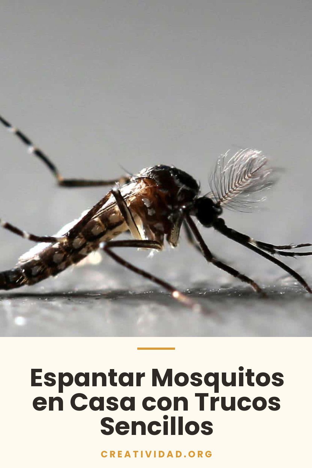 Espantar Mosquitos en Casa con Trucos Sencillos