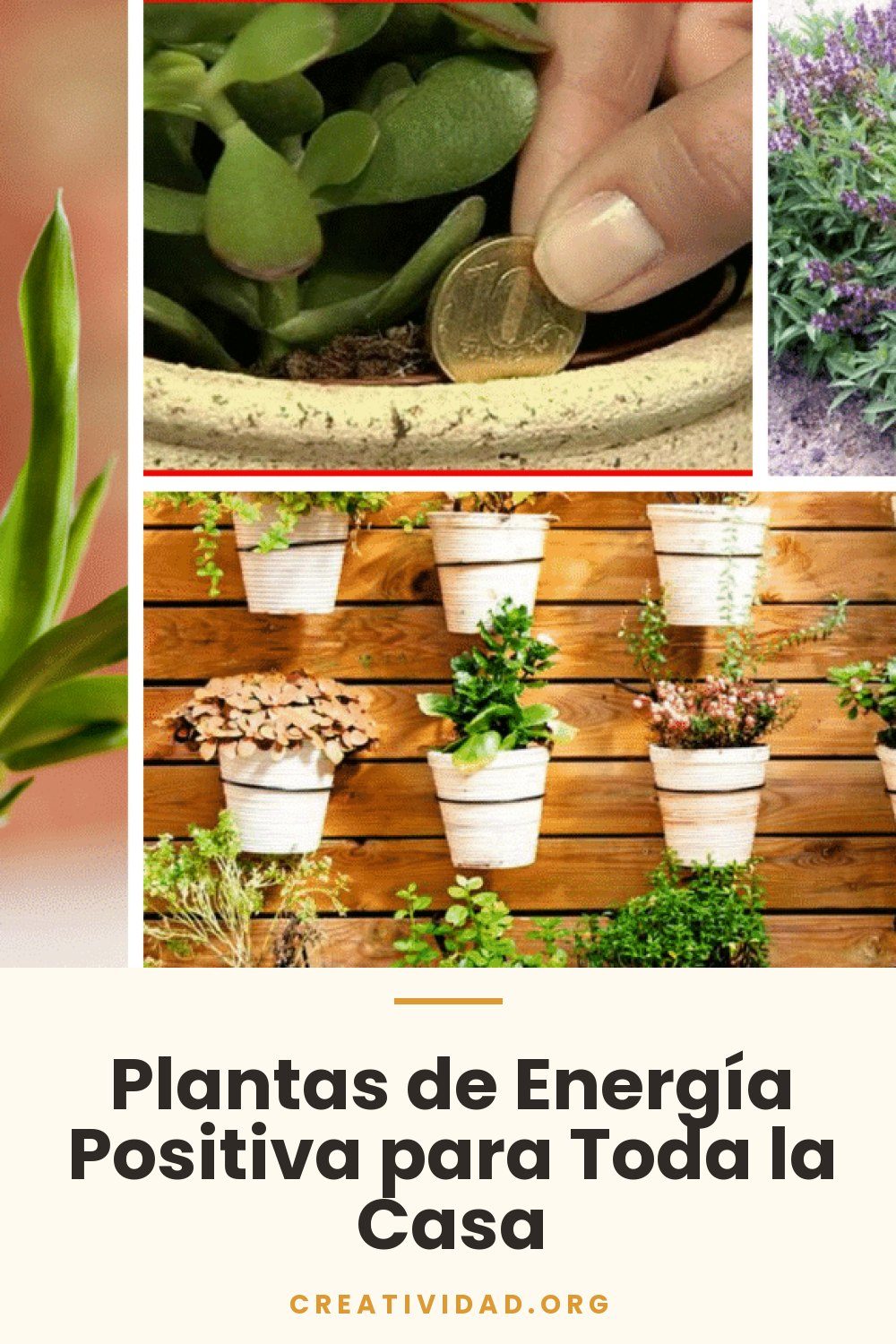 Plantas de Energía Positiva para Toda la Casa